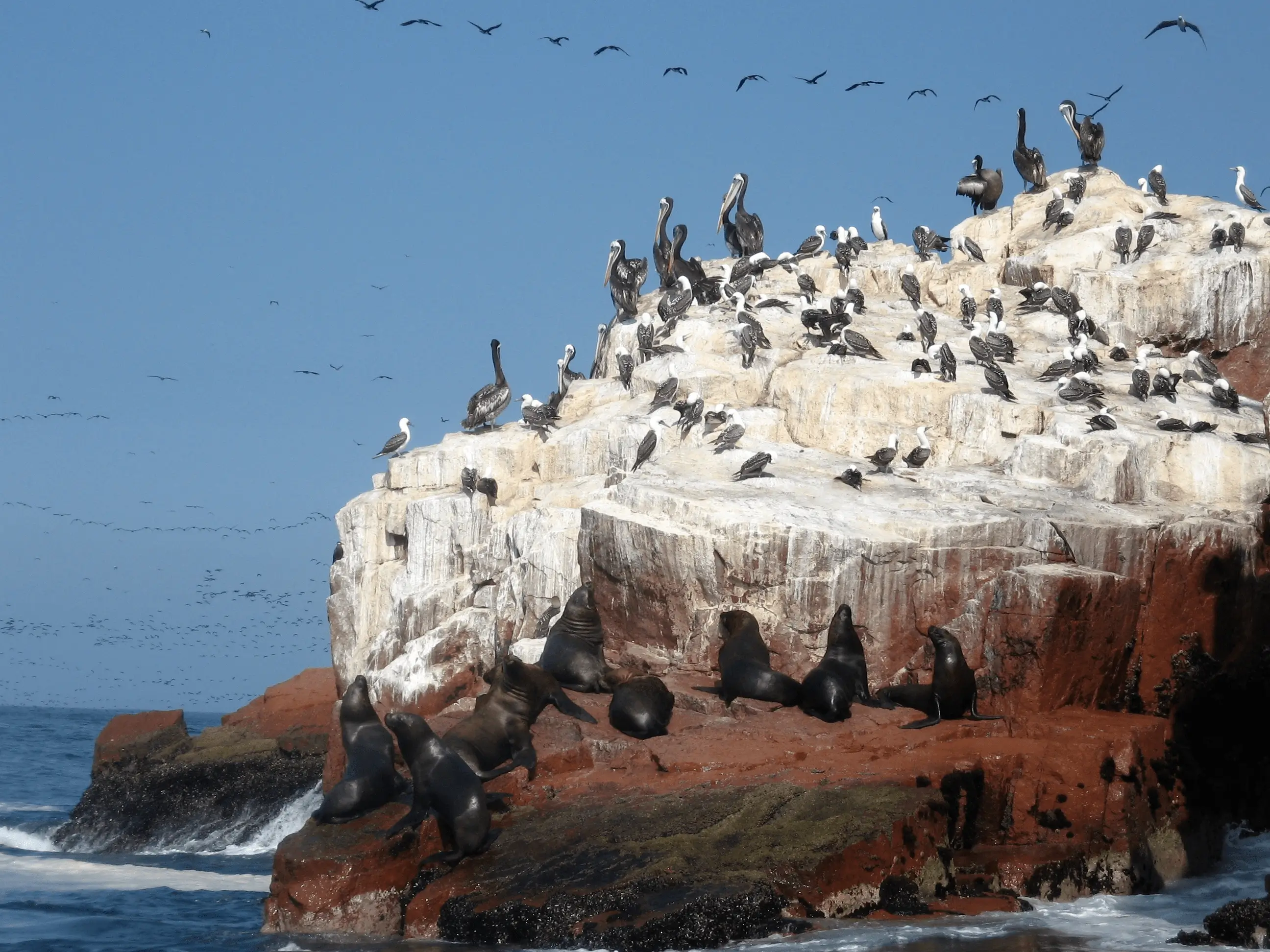 paracas tours islas ballestas